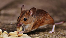 24 Hour & Emergency Exterminators in Bowling Green, KY